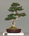 Larix Decidua Bonsai